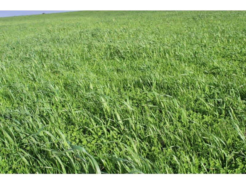 907 Pascoe Road, Coonalpyn SA 5265