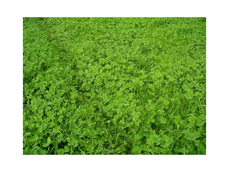 1273 Gap Rd, Frances SA 5262