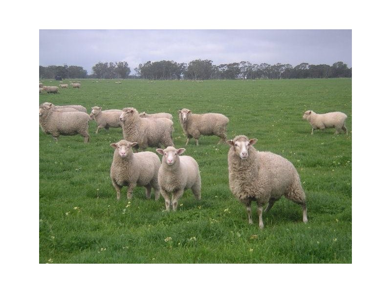 1273 Gap Rd, Frances SA 5262