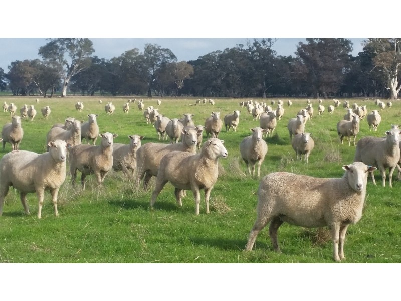 1273 Gap Rd, Frances SA 5262