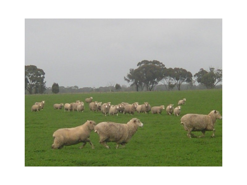 1273 Gap Rd, Frances SA 5262