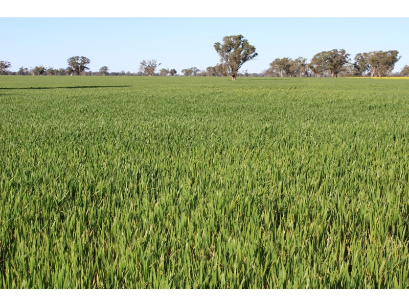 1273 Gap Rd, Frances SA 5262