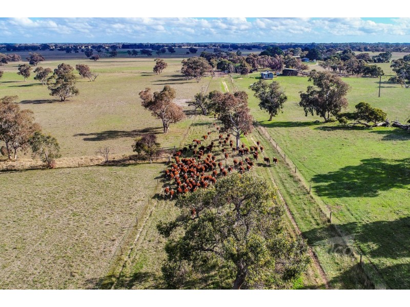 1591 Lucindale Road, Spence SA 5271