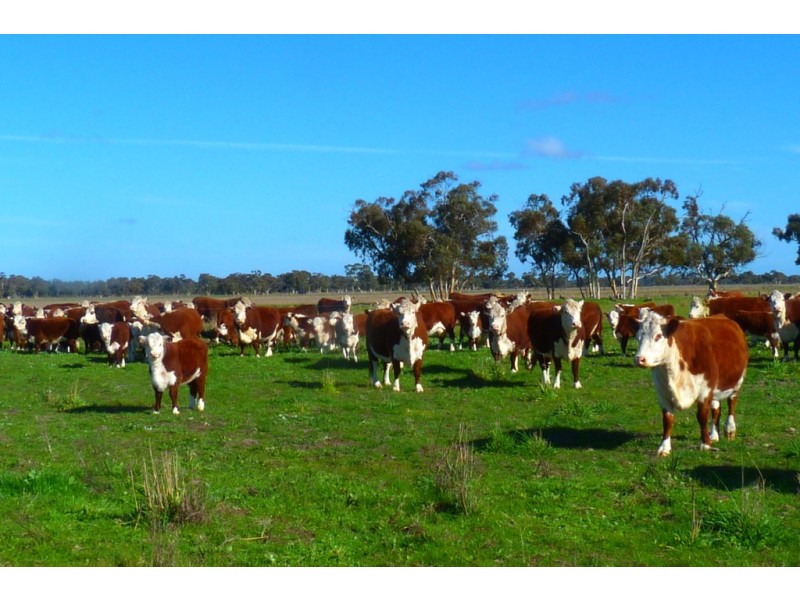 1591 Lucindale Road, Spence SA 5271