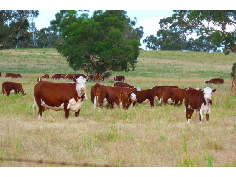 1591 Lucindale Road, Spence SA 5271