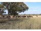 1591 Lucindale Road, Spence SA 5271