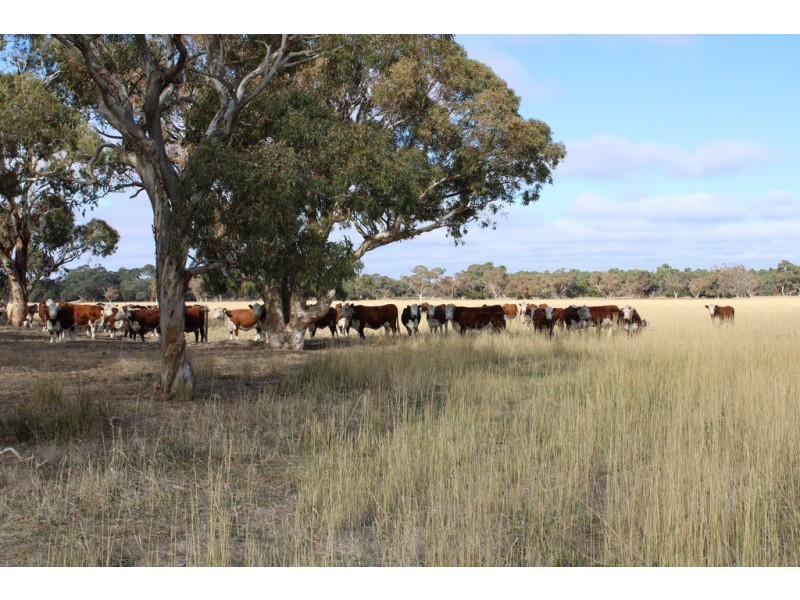 1591 Lucindale Road, Spence SA 5271