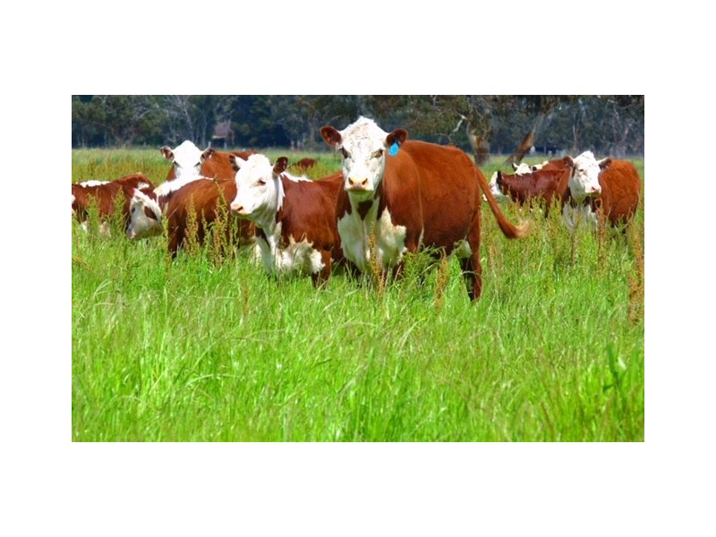 1591 Lucindale Road, Spence SA 5271