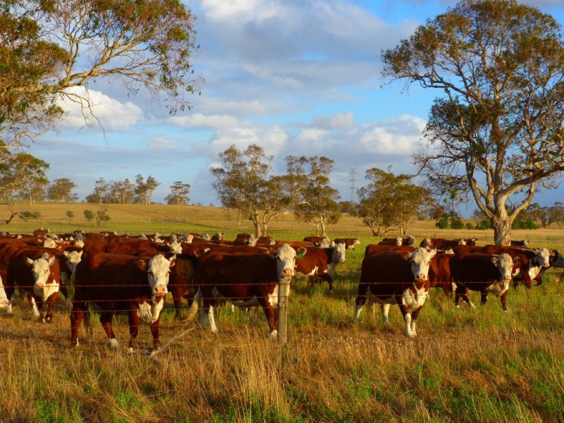 1591 Lucindale Road, Spence SA 5271