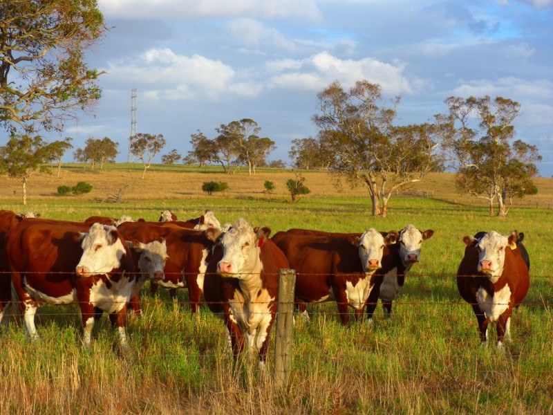 1591 Lucindale Road, Spence SA 5271