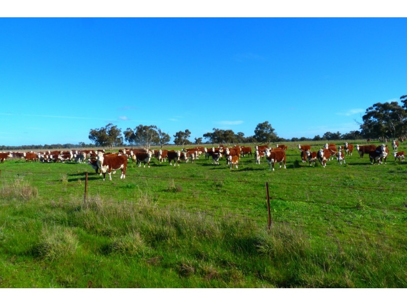 1591 Lucindale Road, Spence SA 5271