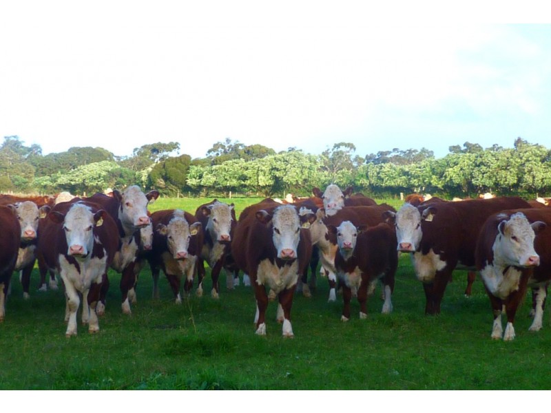 1591 Lucindale Road, Spence SA 5271