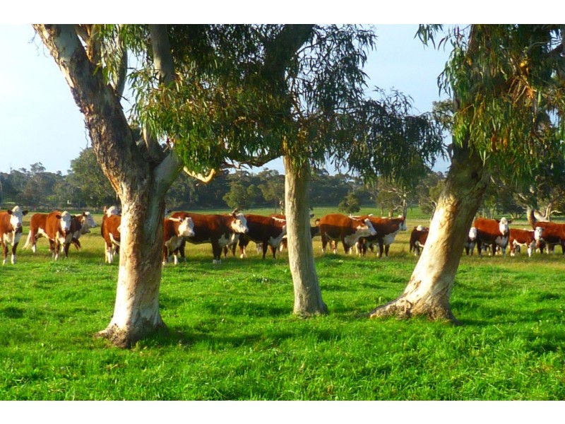 1591 Lucindale Road, Spence SA 5271