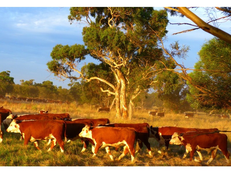 1591 Lucindale Road, Spence SA 5271