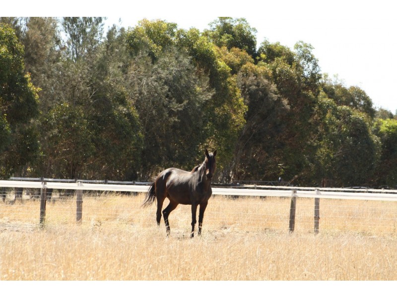 95 Carthy Road, Naracoorte SA 5271