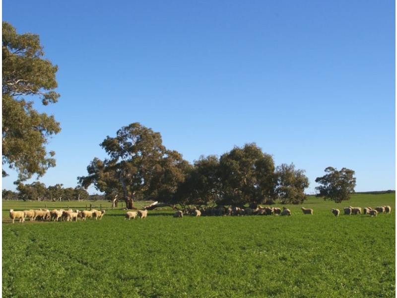 ‘Kangoora’ Marcollat Road, Lucindale SA 5272