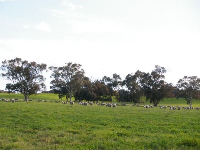 ‘Kangoora’ Marcollat Road, Lucindale SA 5272