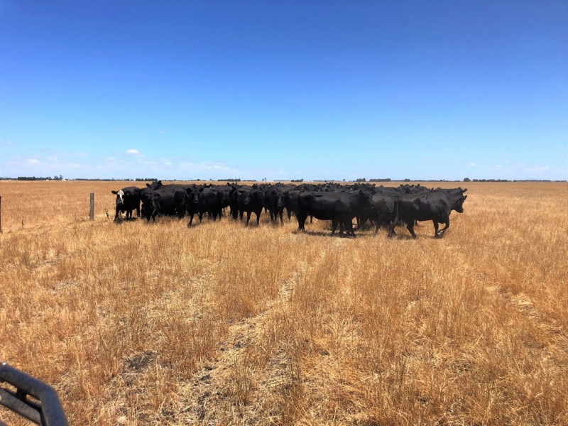 Lot 91 Robertson Hundred Line Road, Moyhall SA 5271