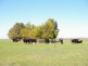 Lochaber Plains, Naracoorte SA 5271