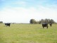 Lochaber Plains, Naracoorte SA 5271
