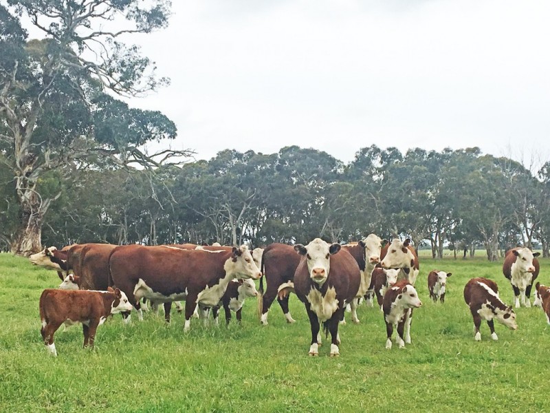 524 Bool Lagoon West Road, Bool Lagoon SA 5271