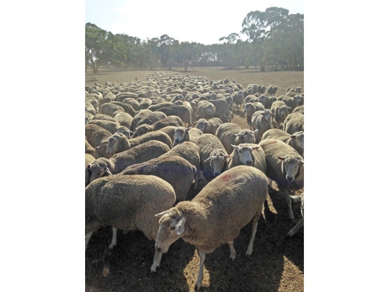 524 Bool Lagoon West Road, Bool Lagoon SA 5271