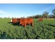 124 Pallants Road, Hynam SA 5262