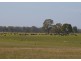 “Wayleen” Nambour Rd, Naracoorte SA 5271