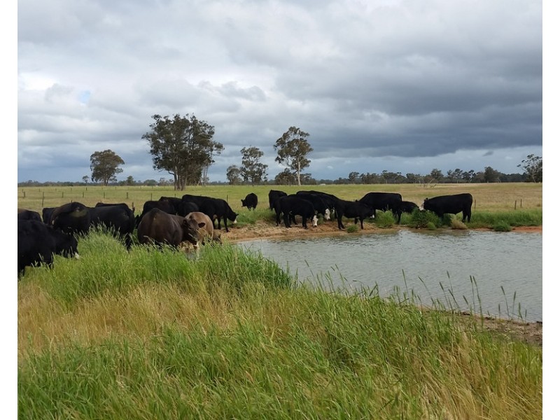 1020 Boddingtons West Road, Naracoorte SA 5271