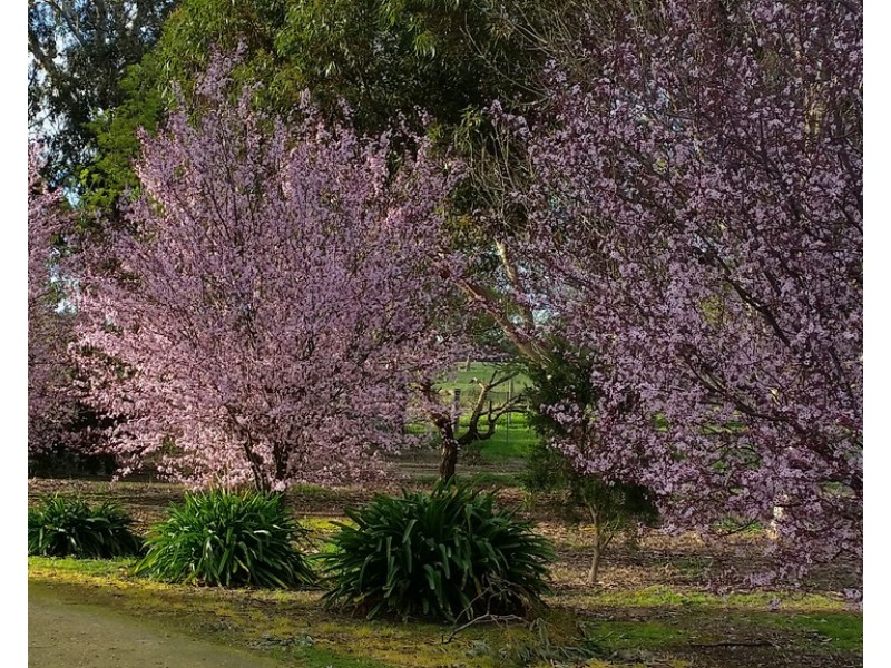 1020 Boddingtons West Road, Naracoorte SA 5271