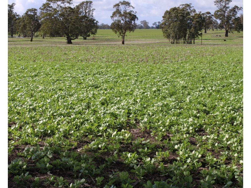 Lot 673 Walkington Hills Road, Frances SA 5262