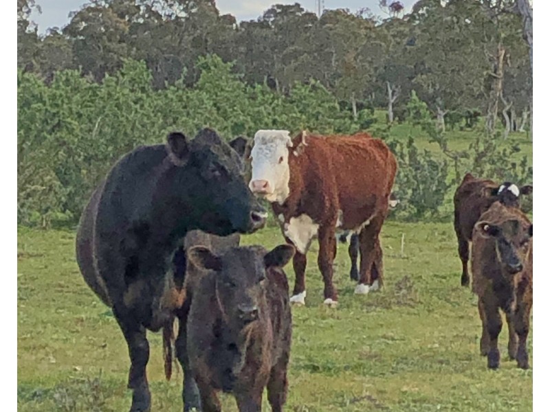 161 Hampton Road, Naracoorte SA 5271