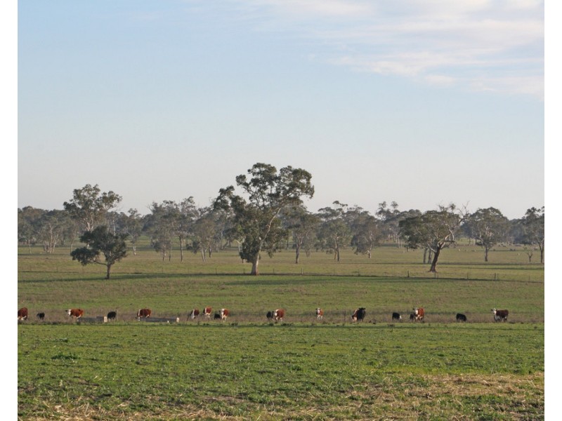 161 Hampton Road, Naracoorte SA 5271