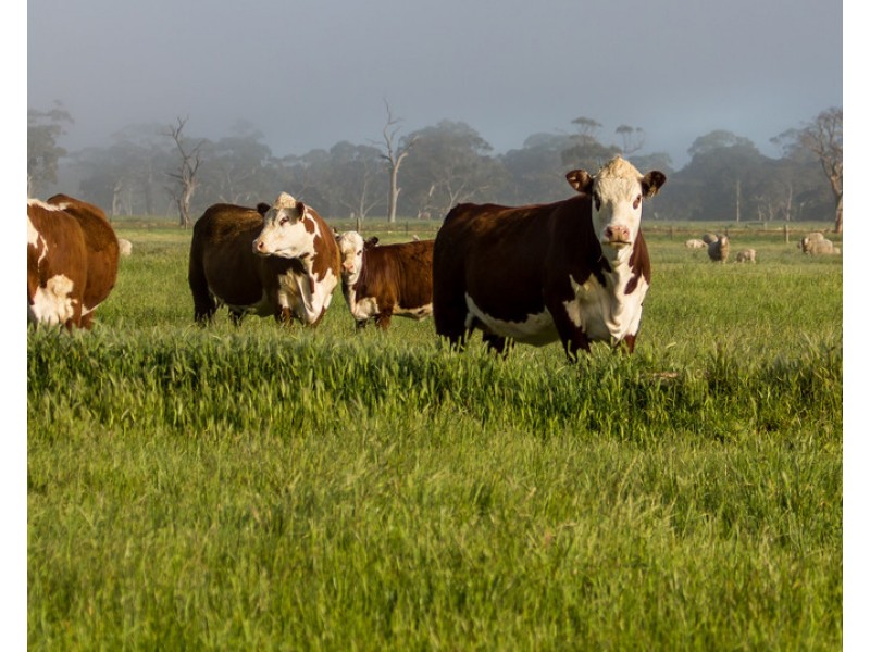 4852 Riddoch Highway, Padthaway SA 5271