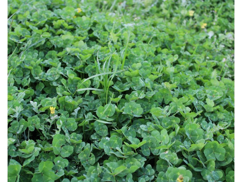 4852 Riddoch Highway, Padthaway SA 5271