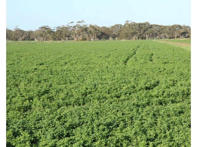 4852 Riddoch Highway, Padthaway SA 5271