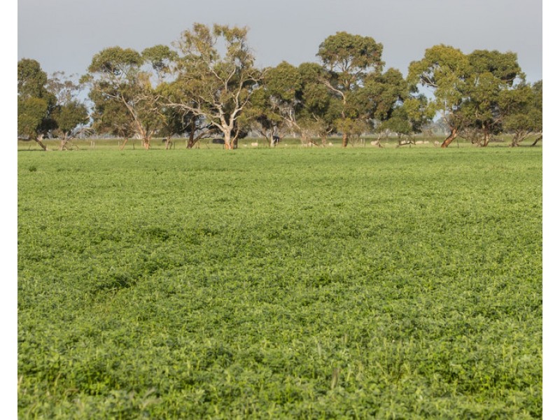 4852 Riddoch Highway, Padthaway SA 5271