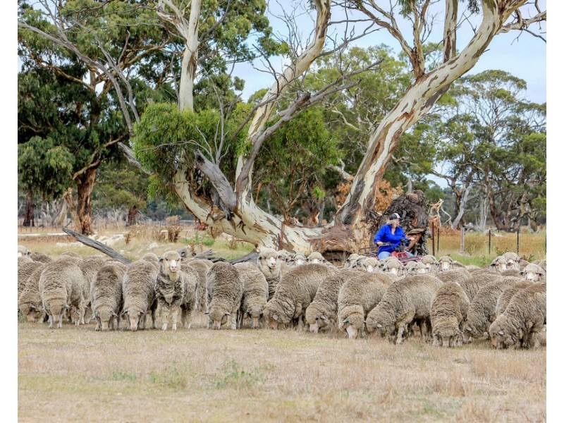 4852 Riddoch Highway, Padthaway SA 5271