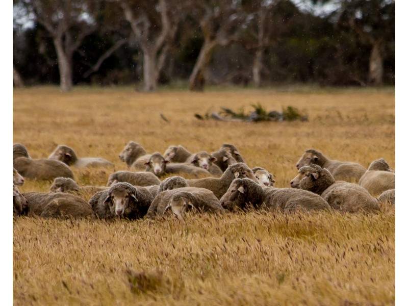 4852 Riddoch Highway, Padthaway SA 5271