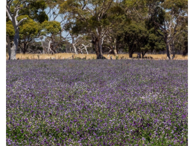 4852 Riddoch Highway, Padthaway SA 5271