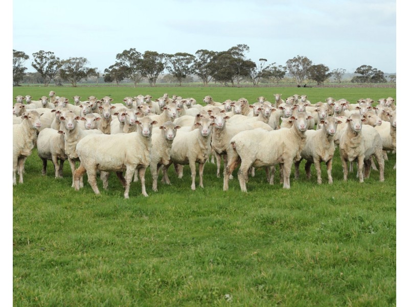 4852 Riddoch Highway, Padthaway SA 5271