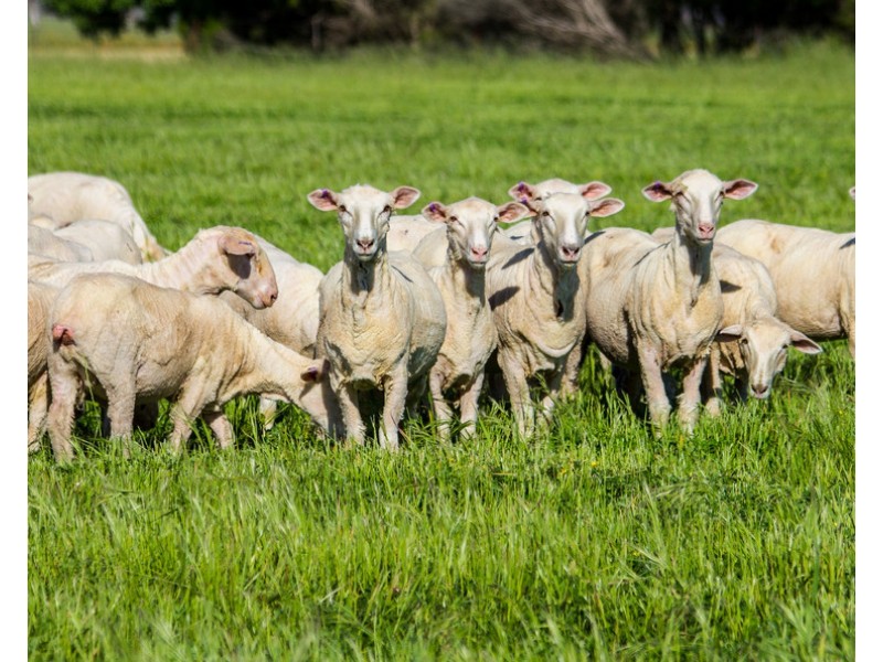 4852 Riddoch Highway, Padthaway SA 5271