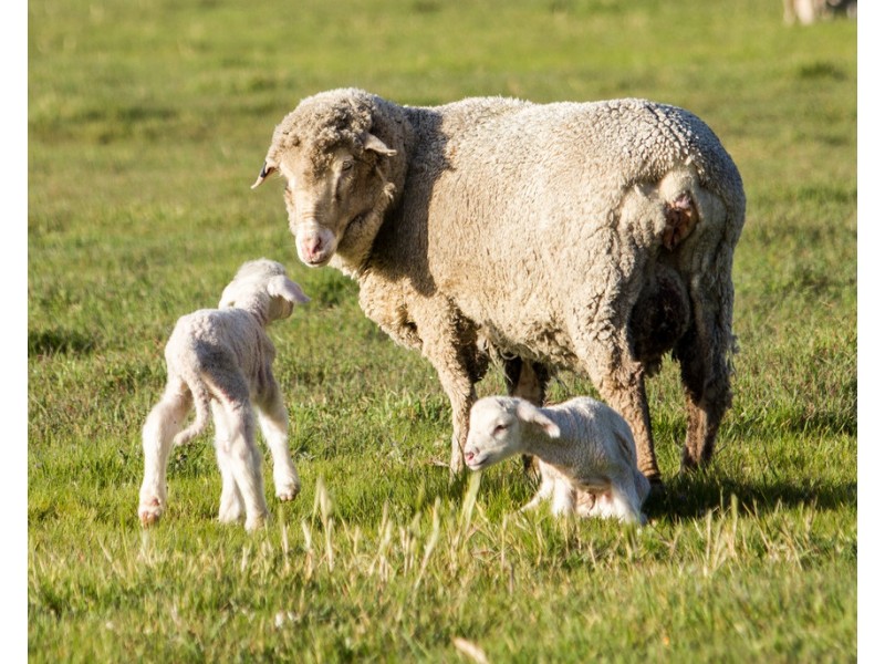 4852 Riddoch Highway, Padthaway SA 5271