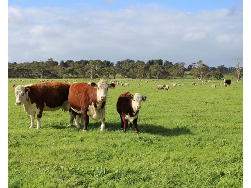 4852 Riddoch Highway, Padthaway SA 5271