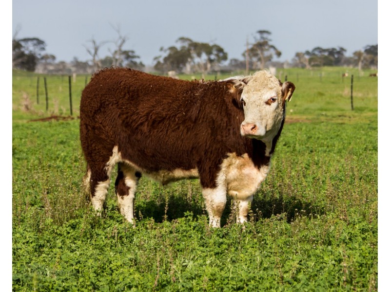 4852 Riddoch Highway, Padthaway SA 5271