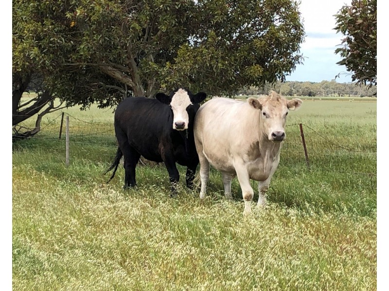 10456 Riddoch Highway, Naracoorte SA 5271