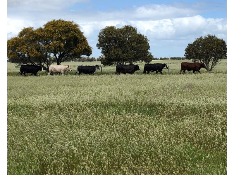 10456 Riddoch Highway, Naracoorte SA 5271