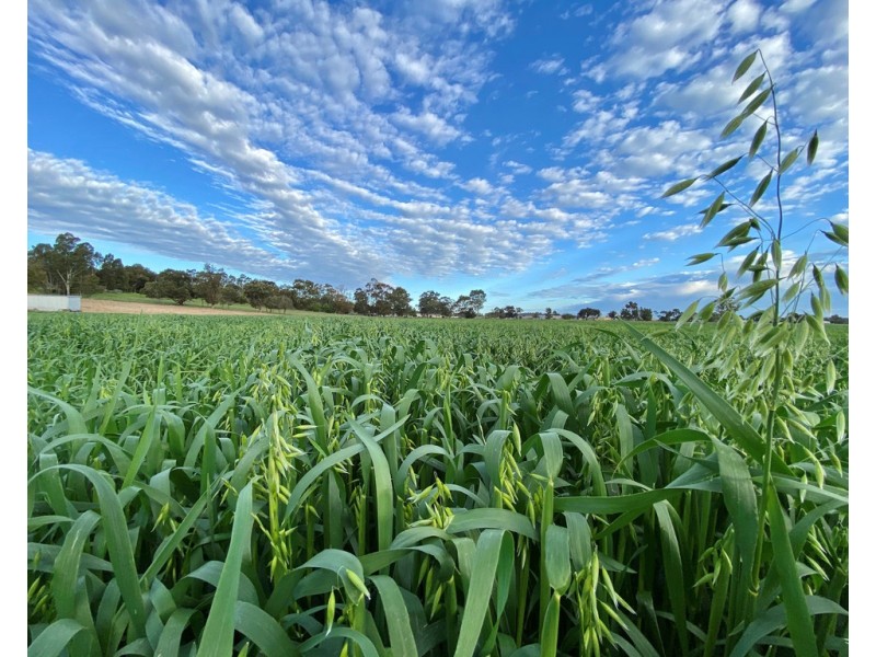 88 Carthy’s Road, Naracoorte SA 5271