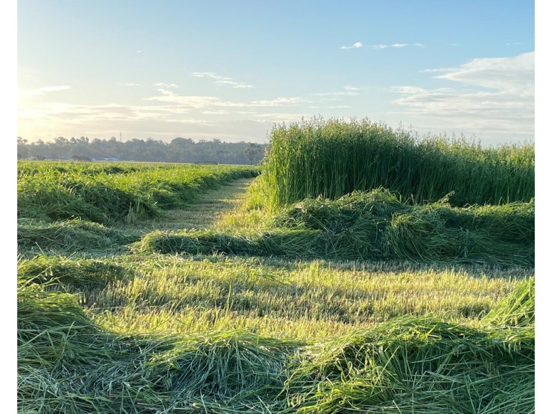88 Carthy’s Road, Naracoorte SA 5271