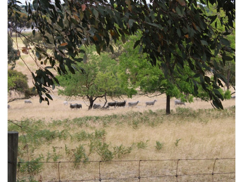 118 Carthy’s Road, Naracoorte SA 5271